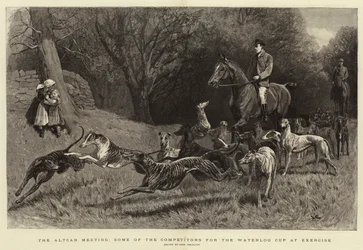Das Altcar-Treffen, einige der Teilnehmer am Waterloo Cup beim Üben